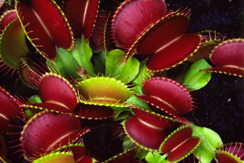 Las sorprendentes plantas carnívoras