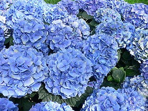 Teseo Objetor giratorio Algunas flores azules para el jardín | Fundació Ilersis