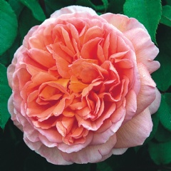 Mi rosal Abraham Darby