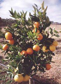 árbol-multifrutas-cítricos-naranjas-limones-limas-pomelos-toronjas