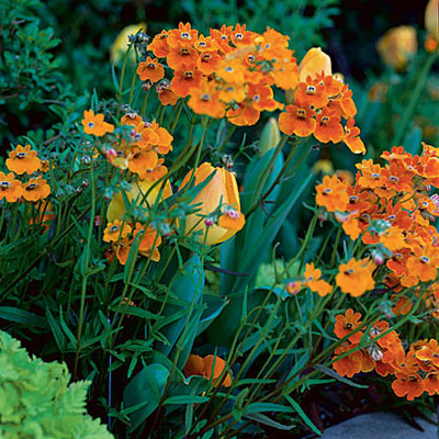 flores-para-dar-color-nemesia