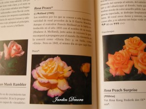 imagen-rosal-peace-enciclopedia-rosas