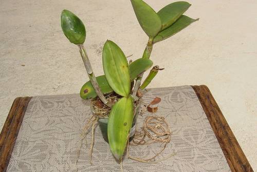 maceta-con-orquídea-necesita-trasplante