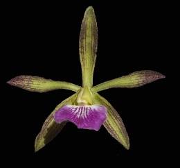 Descubiertas dos nuevas especies de Orquídeas en Cuba