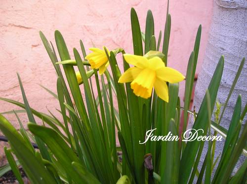 Mis mini Narcisos Tête à Tête