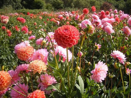 dalias-pompón-en-varios-colores