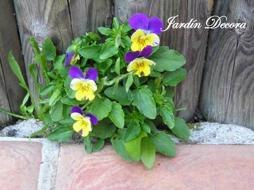 Viola tricolor en mi jardín | Fundació Ilersis