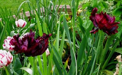 tulipanes-papagayo-de-color-negro
