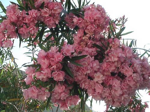 adelfa-rosa-en-plena-floración