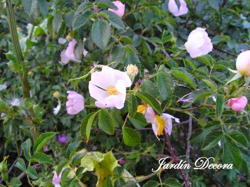 rosa-blanca-de-rosa-canina-rosal-silvestre