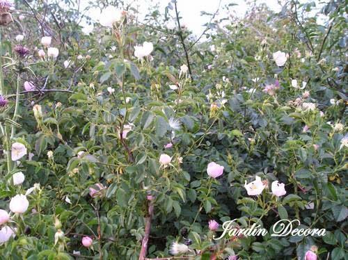 Rosal Silvestre, Rosa Canina