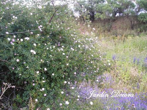 arbusto-de-rosa-canina-rosa-silvestre