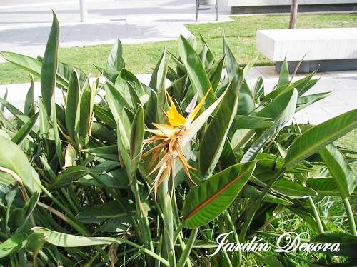 Ave del Paraíso. Strelitzia reginae | Fundació Ilersis