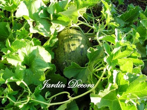 Melones En El Jardín