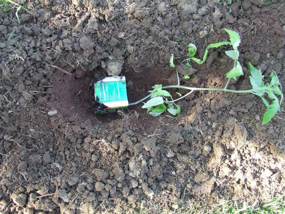 cultivar-tomates-trucos-de-hortelano-zanja