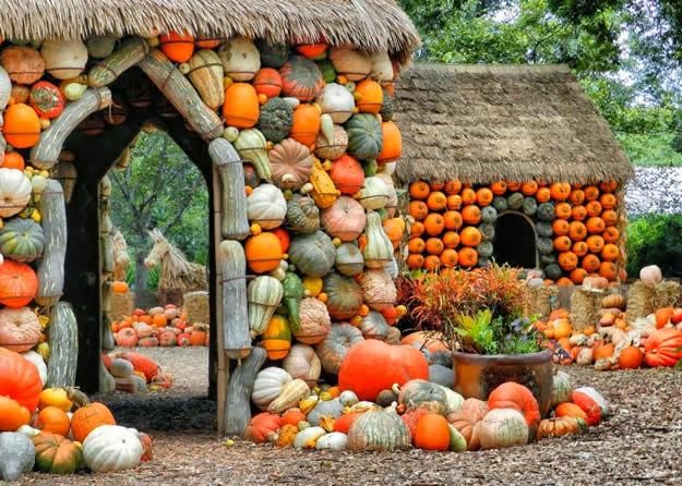 Calabazas, calabazas, calabazas….