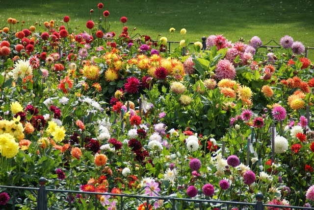 dalias-en-el-golden-gate-park-de-san-francisco-uno