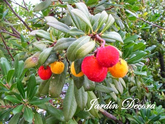 Los Frutos Del Madroño