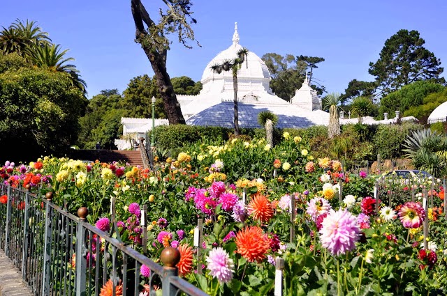 Dalias En El Golden Gate Park de San Francisco