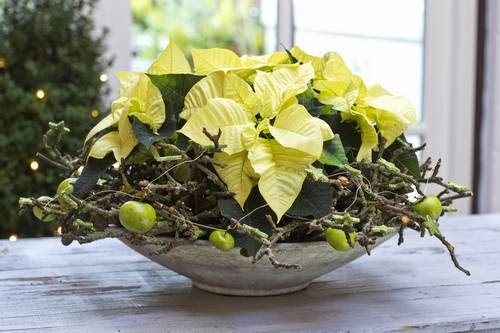 Centros de Navidad con Poinsettias