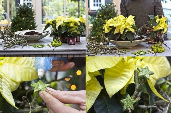 centros-de-navidad-con-poinsettias-amarillas-proceso