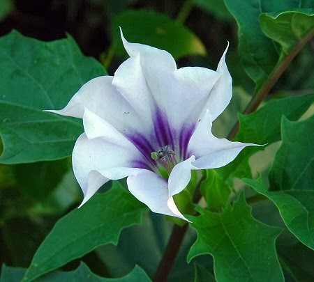 las-plantas-del-diablo-berenjena