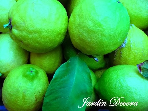 Mi Cosecha De Limones