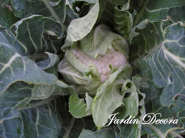 Coliflor en el huerto casero