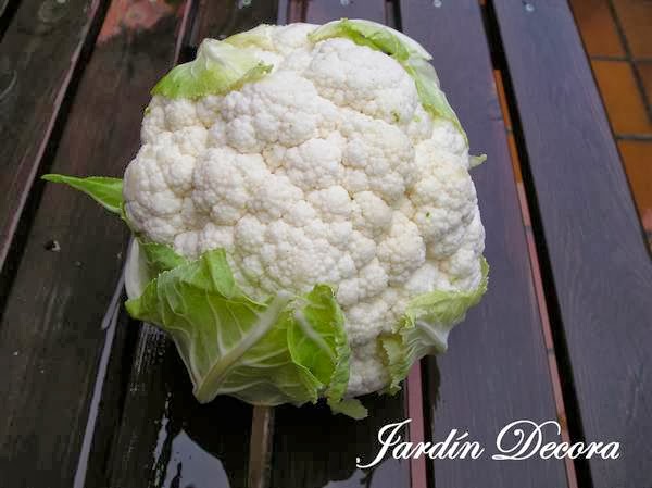 coliflor-en-el-huerto-casero-dos