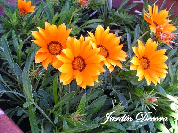 Flores-de-gazania-para-mi-jard-C3-ADn