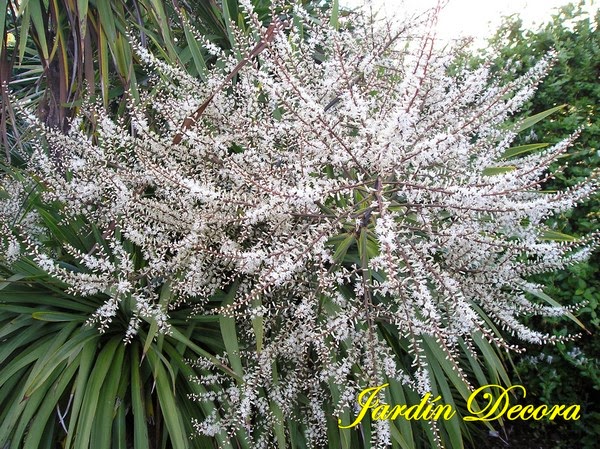 Flores Perfumadas De La Drácena Indivisa