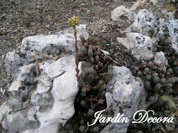 flores-amarillas-de-sedum-reflexum