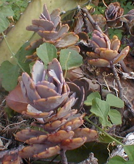 Kalanchoe Fedtschenkoi planta