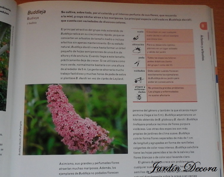 árboles y arbustos, buddleja