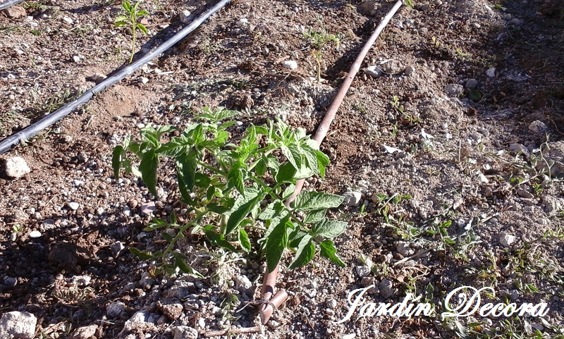 Entutorar tomates