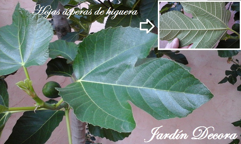 Aprendiendo Sobre Plantas Observando Las Hojas