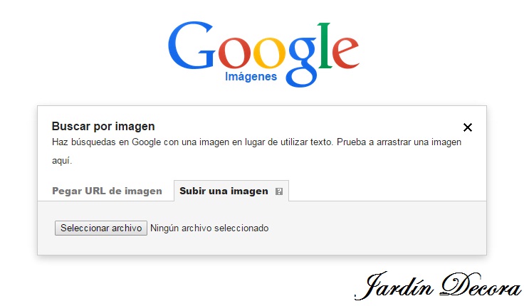 Que planta es esta, buscador de imágenes de google