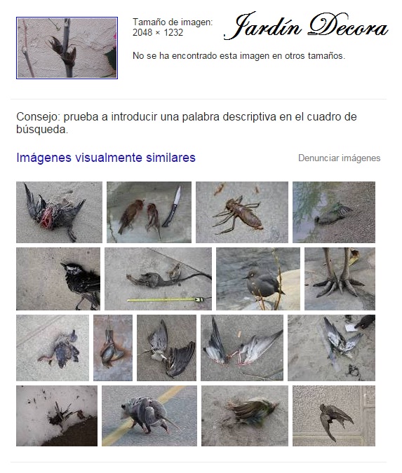 que planta es esta, resultados buscador de google