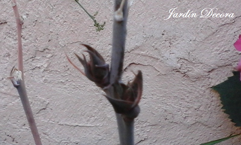 que planta es esta, vara floral