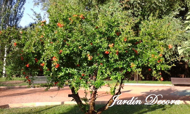 árboles para jardines pequeños, el granado