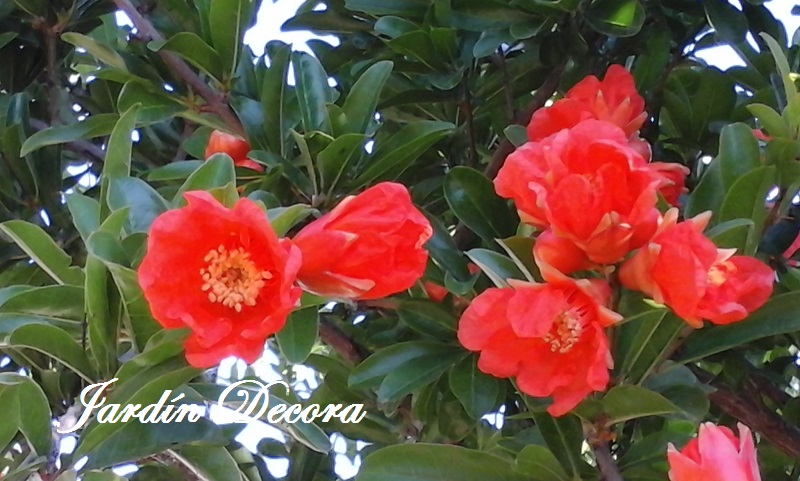 árboles para jardines pequeños, flores