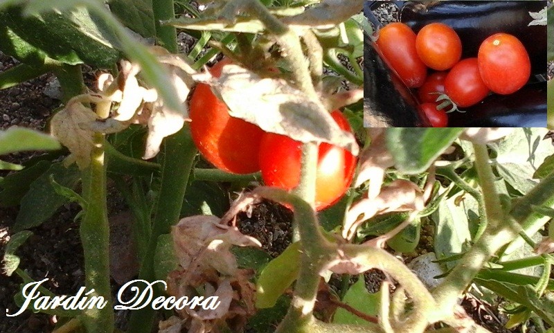 Cultivar tomates cherry