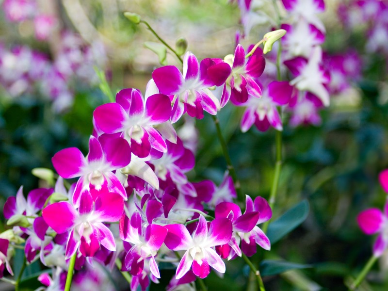 consejos para transplantar orquídeas
