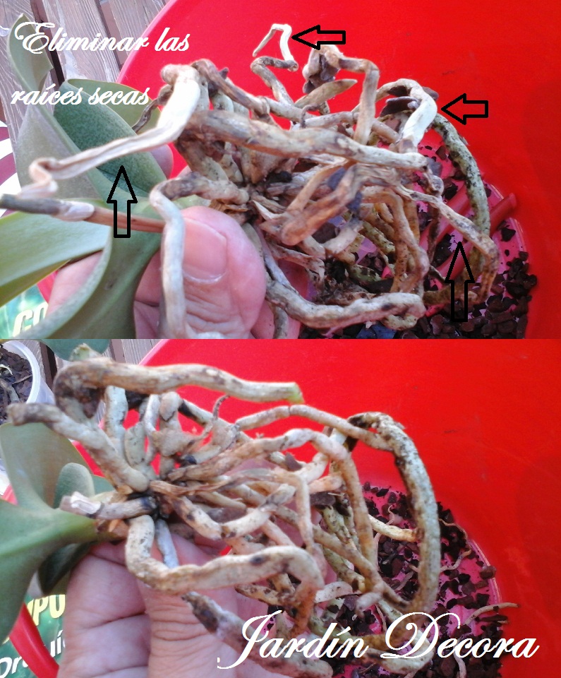 consejos para trasplantar orquídeas, eliminar raices secas