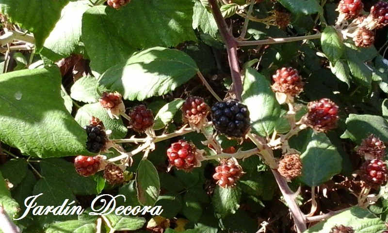 moras silvestres