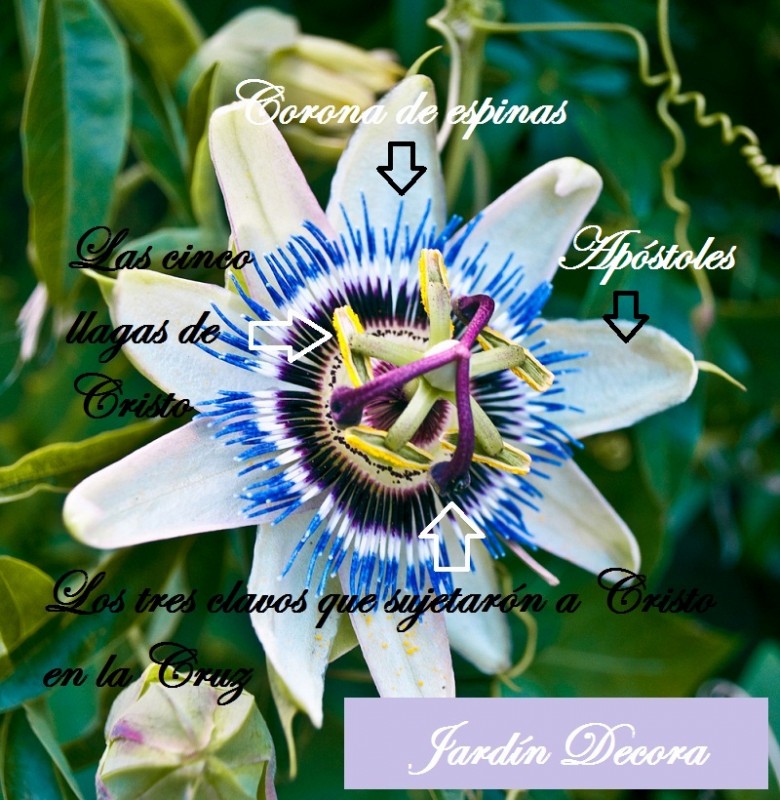 flor de la pasión, passiflora caerulea