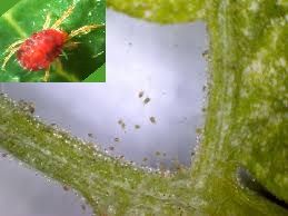 plaga de araña roja detalles