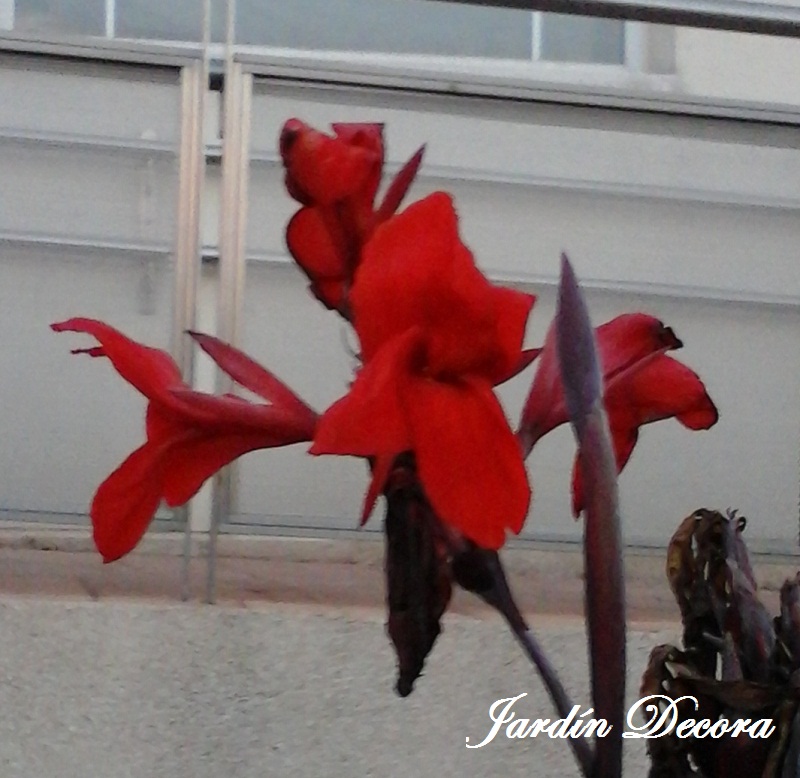 caña de indias flor roja