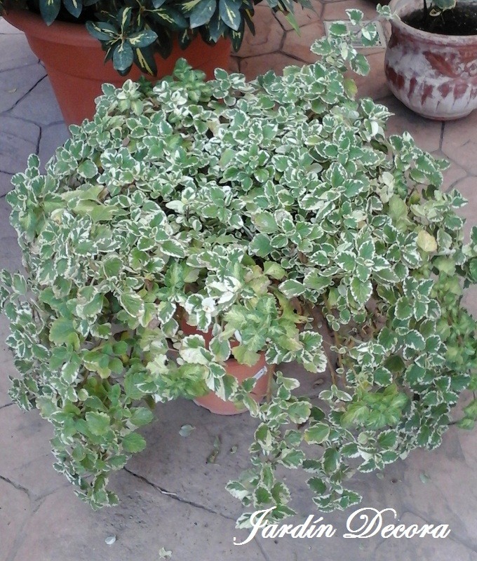 Plectranthus Variegada maceta