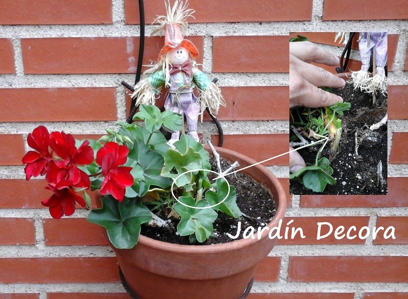 Como decorar un jardín con poco dinero 